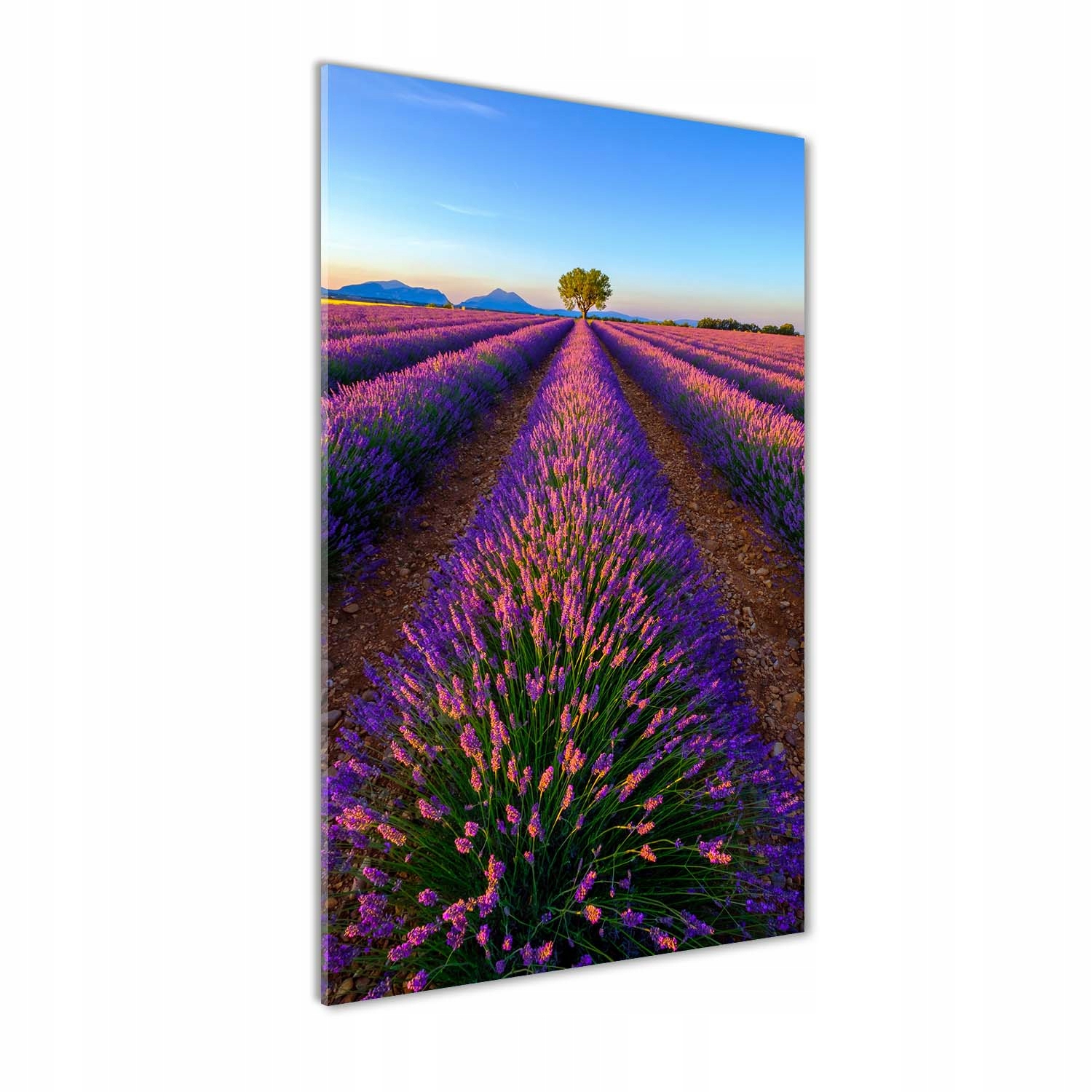 

Nowoczesny fotoobraz akrylowy Pole lawendy 60x120