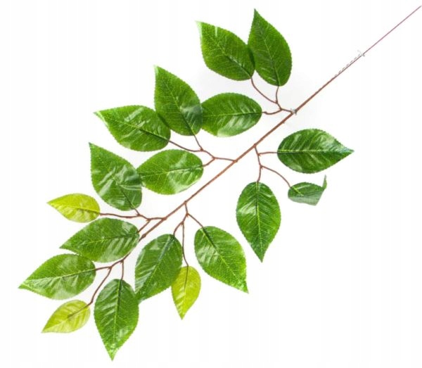 Liść FIKUS Gałązka GREEN