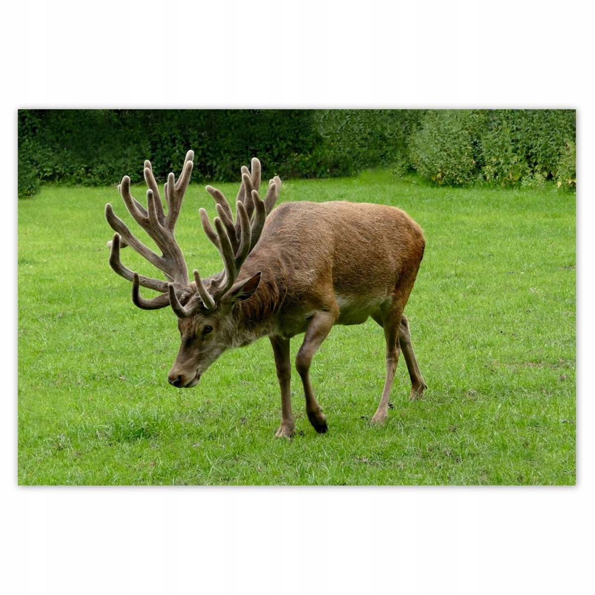 Plakáty 200x135 Jelen Jelení paroháč