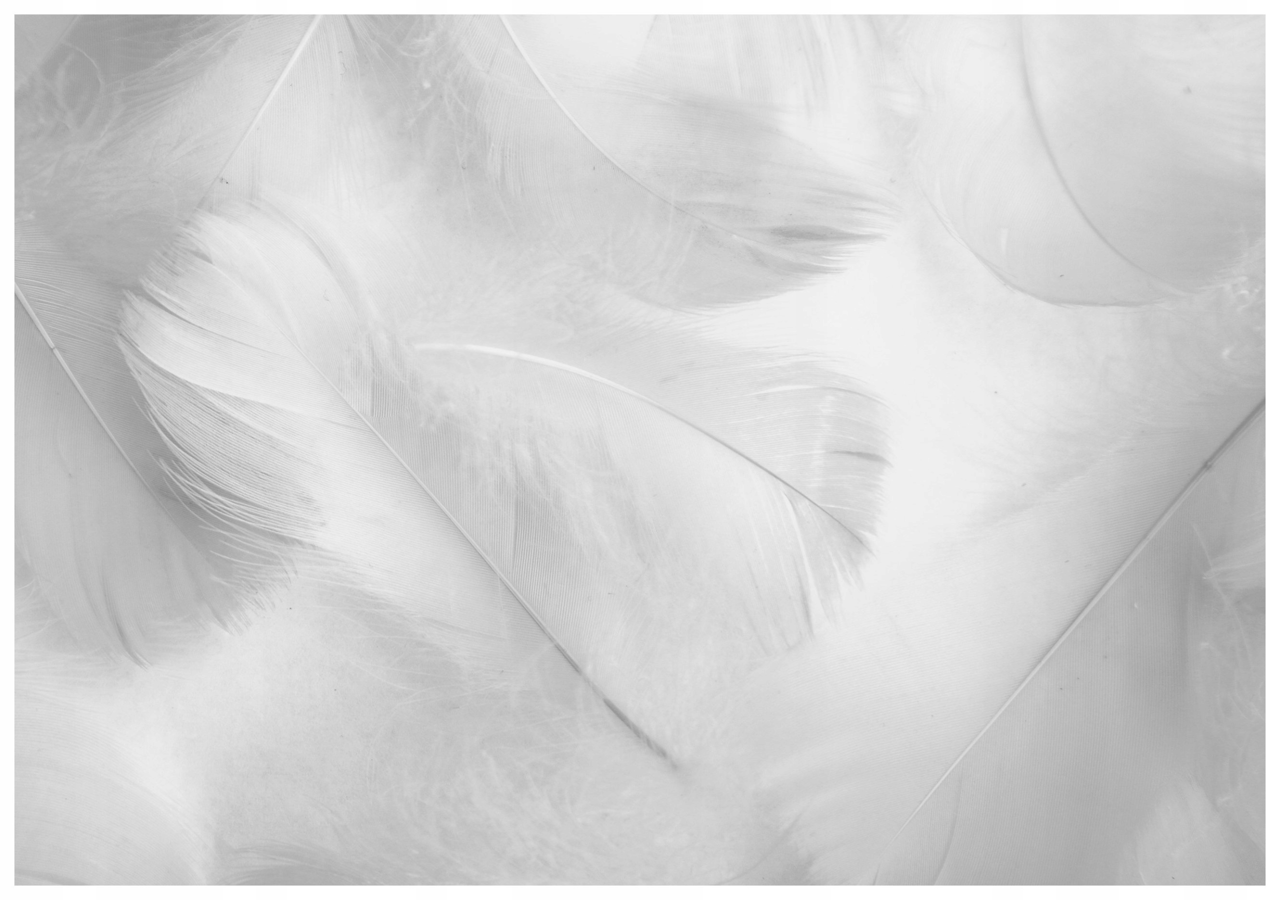 Fototapeta Biele Perie Jemnosť a Pokoj Elegancia 368x254 lepidlo