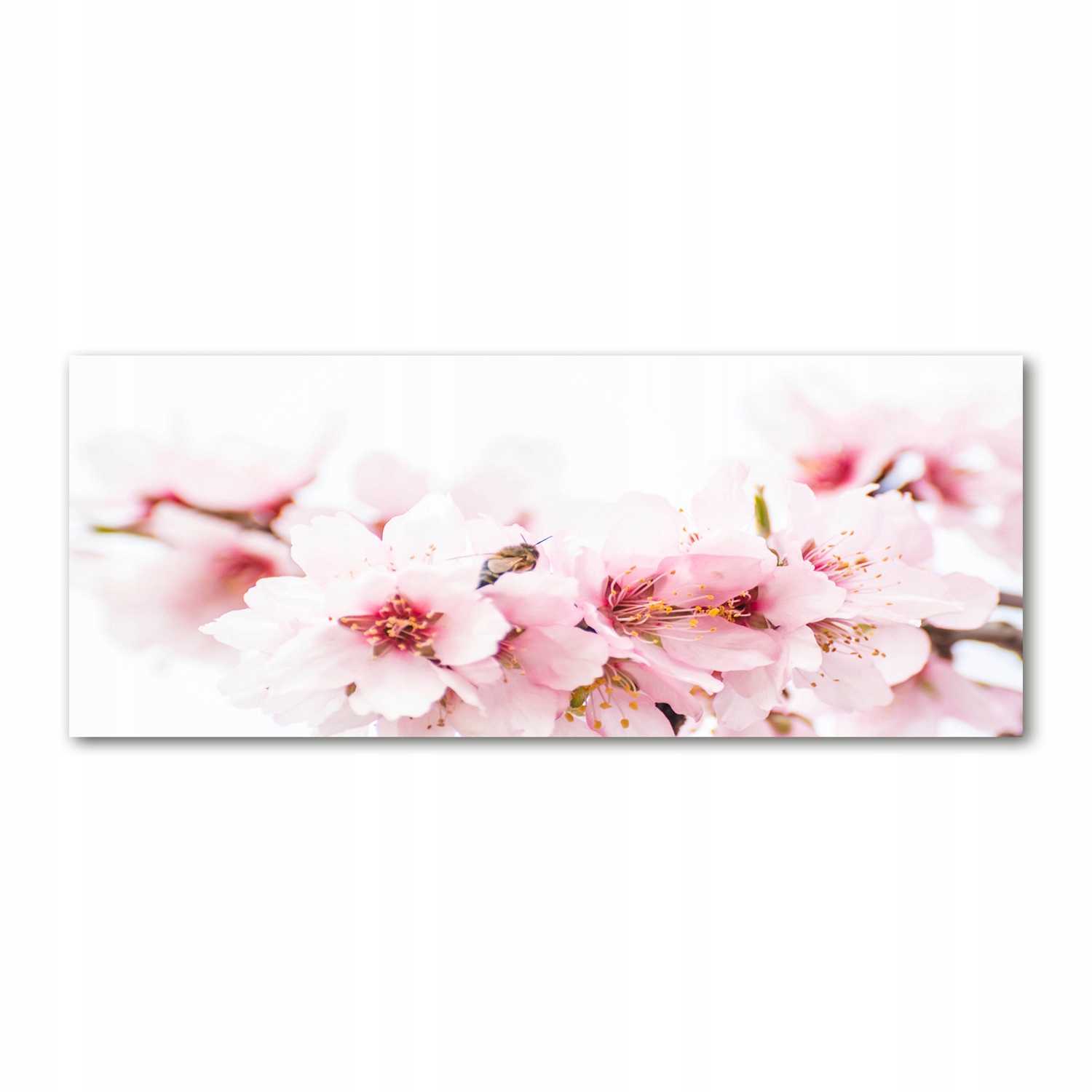 

Foto obraz akryl zdjęcie Kwiaty wiśni 125x50 cm