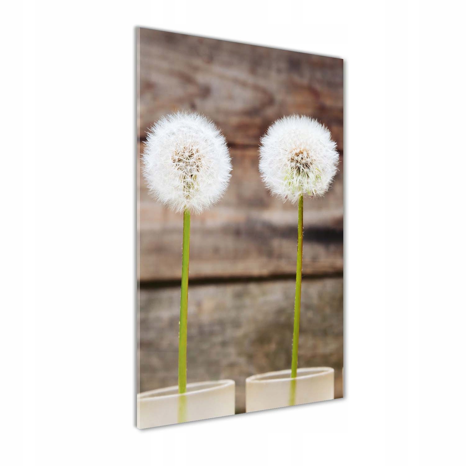 

Foto obraz akrylowy na ścianę Dmuchawce 60x120cm
