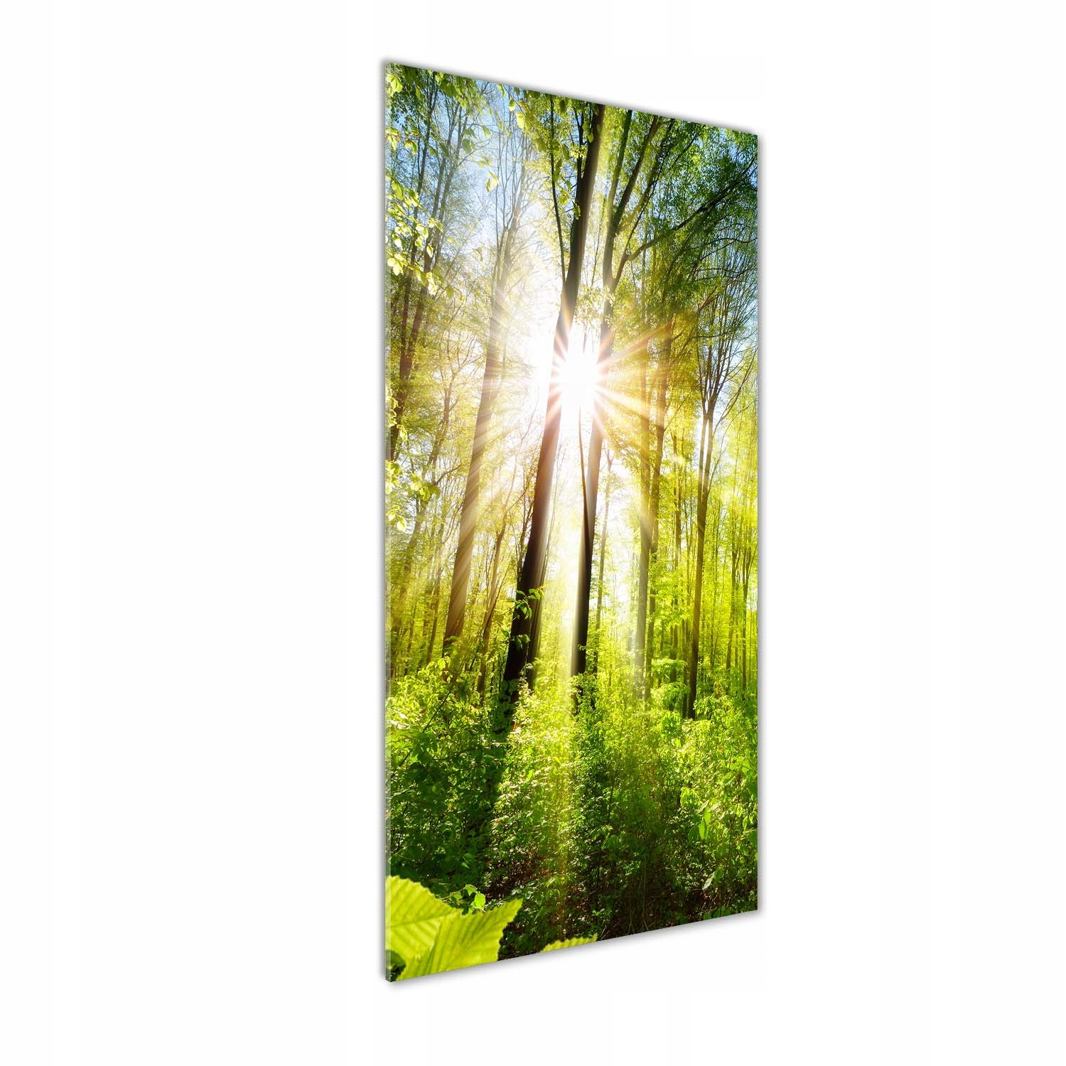 

Foto obraz akryl do salonu Słońce w lesie 50x125cm