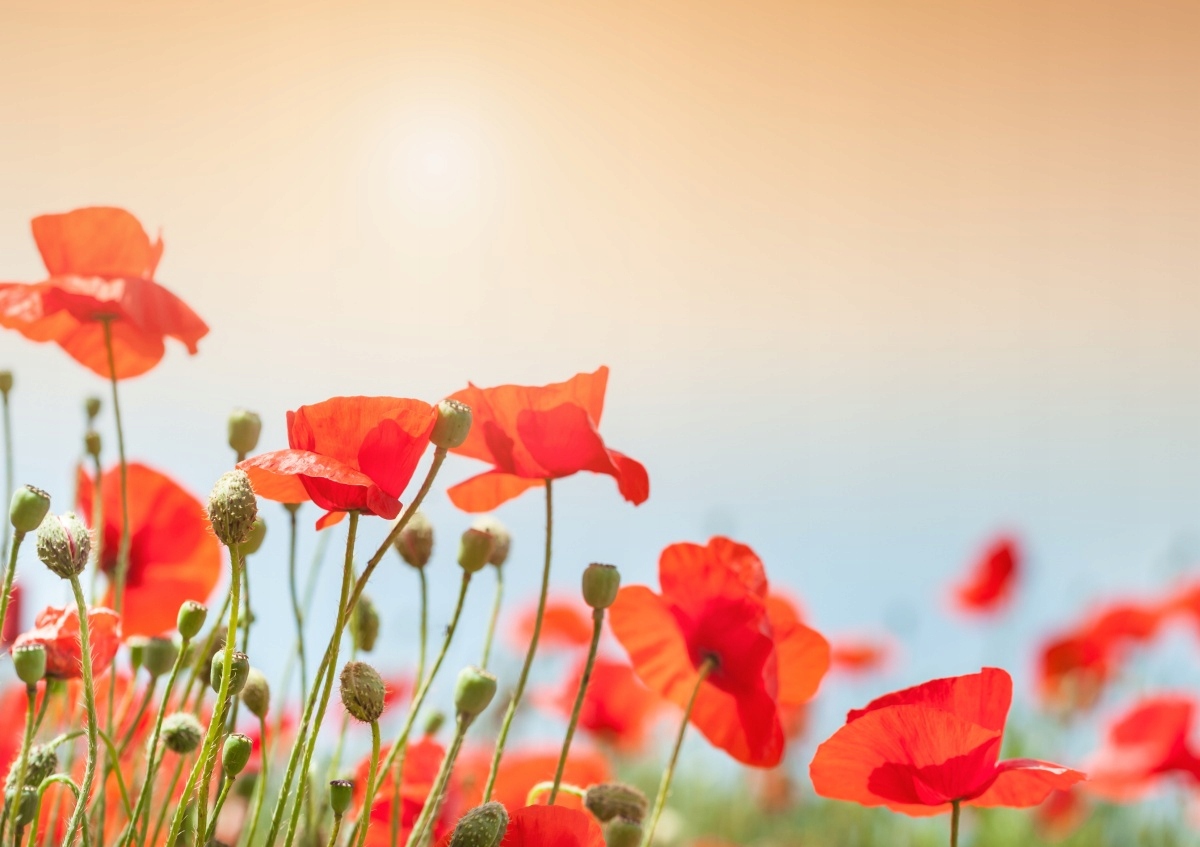 

Tapeta flizelinowa Kwiaty Maki 312x219