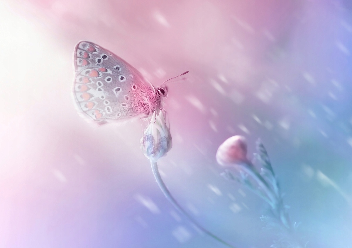 

Tapeta flizelinowa Motyl Kwiat 312x219