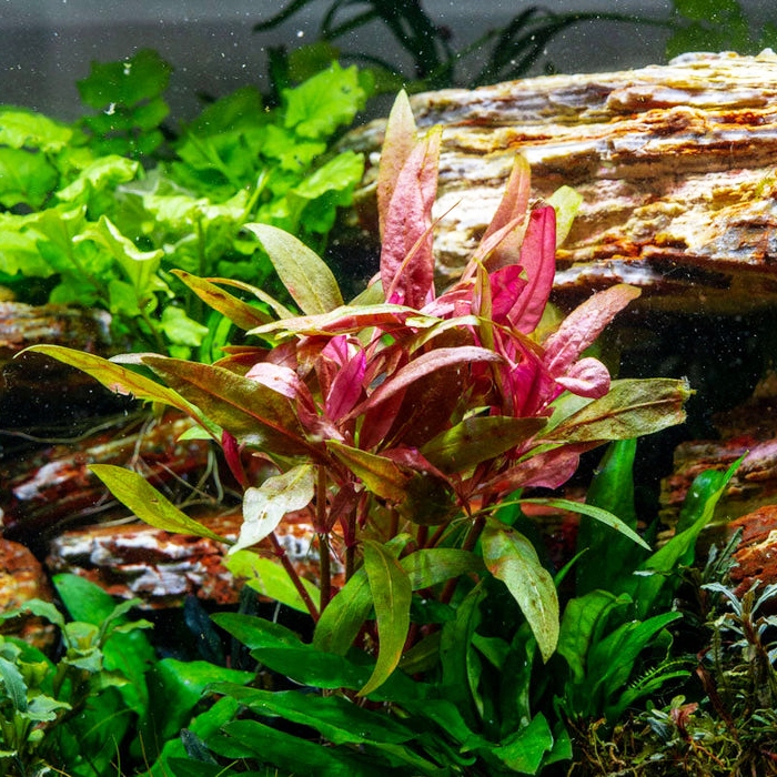 Alternanthera Bettzickiana red - RA koszyk XXL
