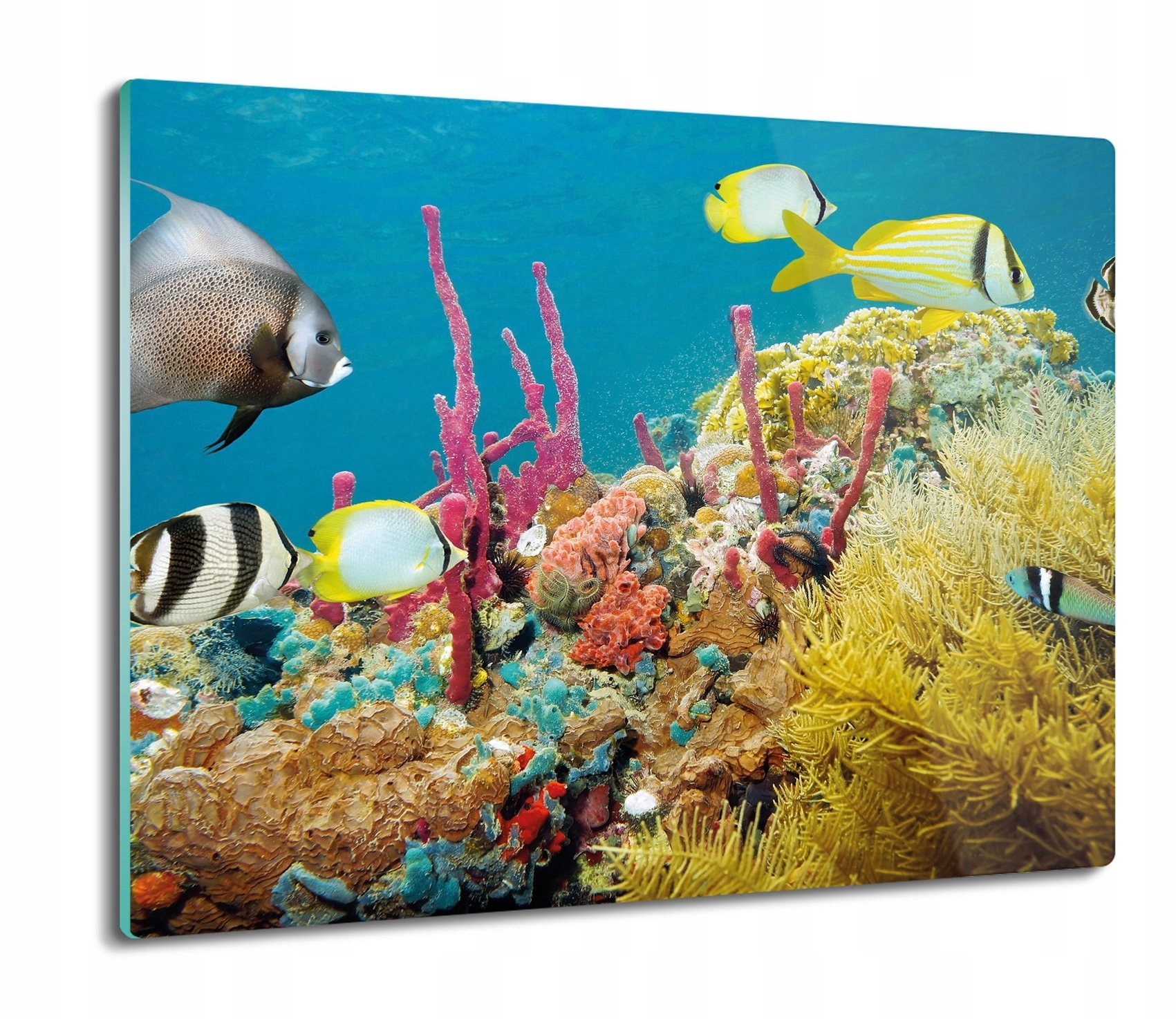 Skleněná kuchyňská deska na krájení jako Dárek 60x52 Ryby korálový útes