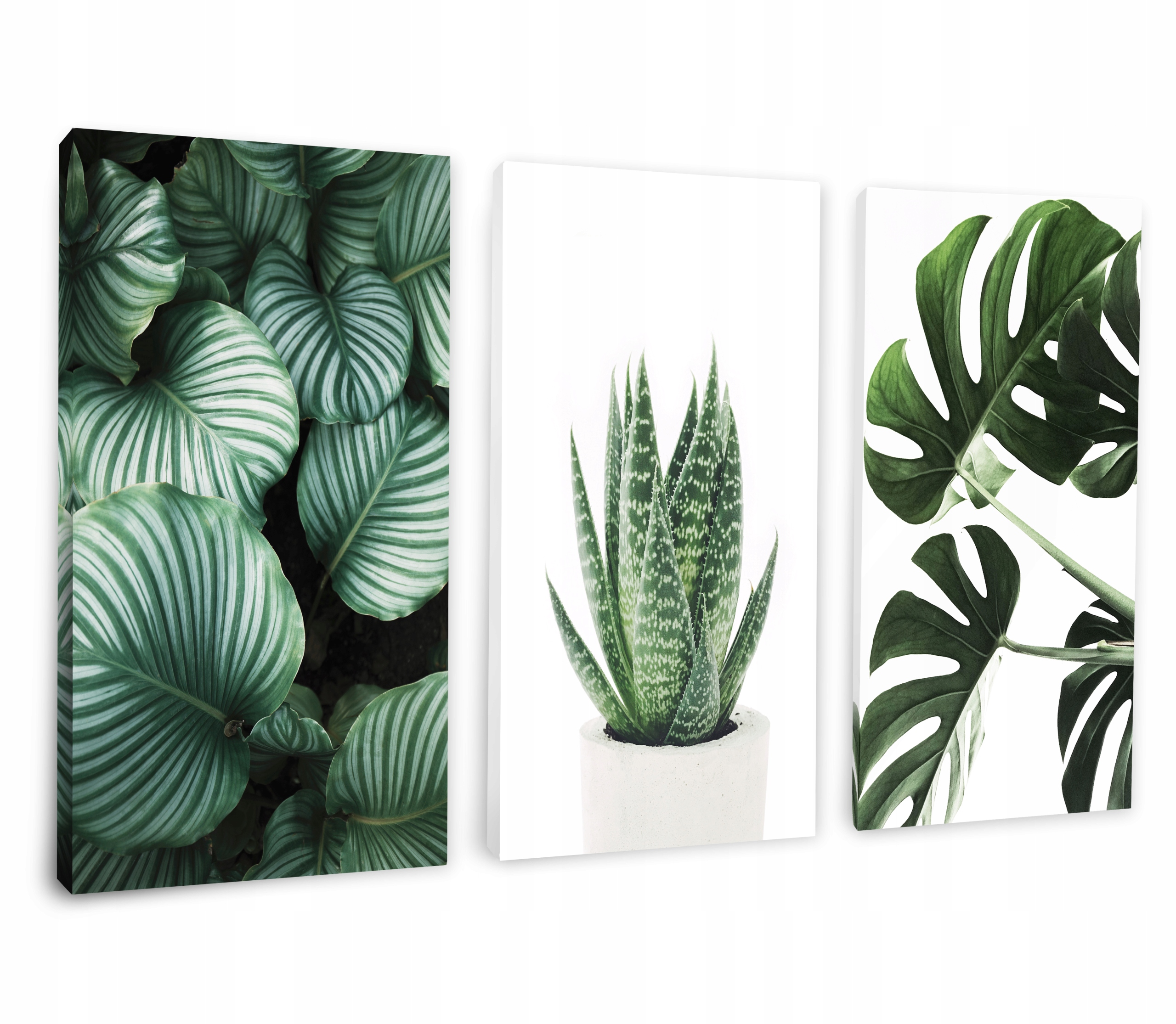 

Nowoczesne obrazy na płótnie Monstera XXL - 120x60