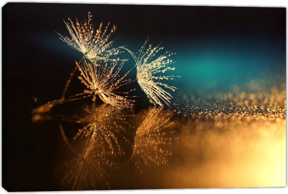 

Obraz Obrazy na płótnie - Kwiaty 70x50 CM