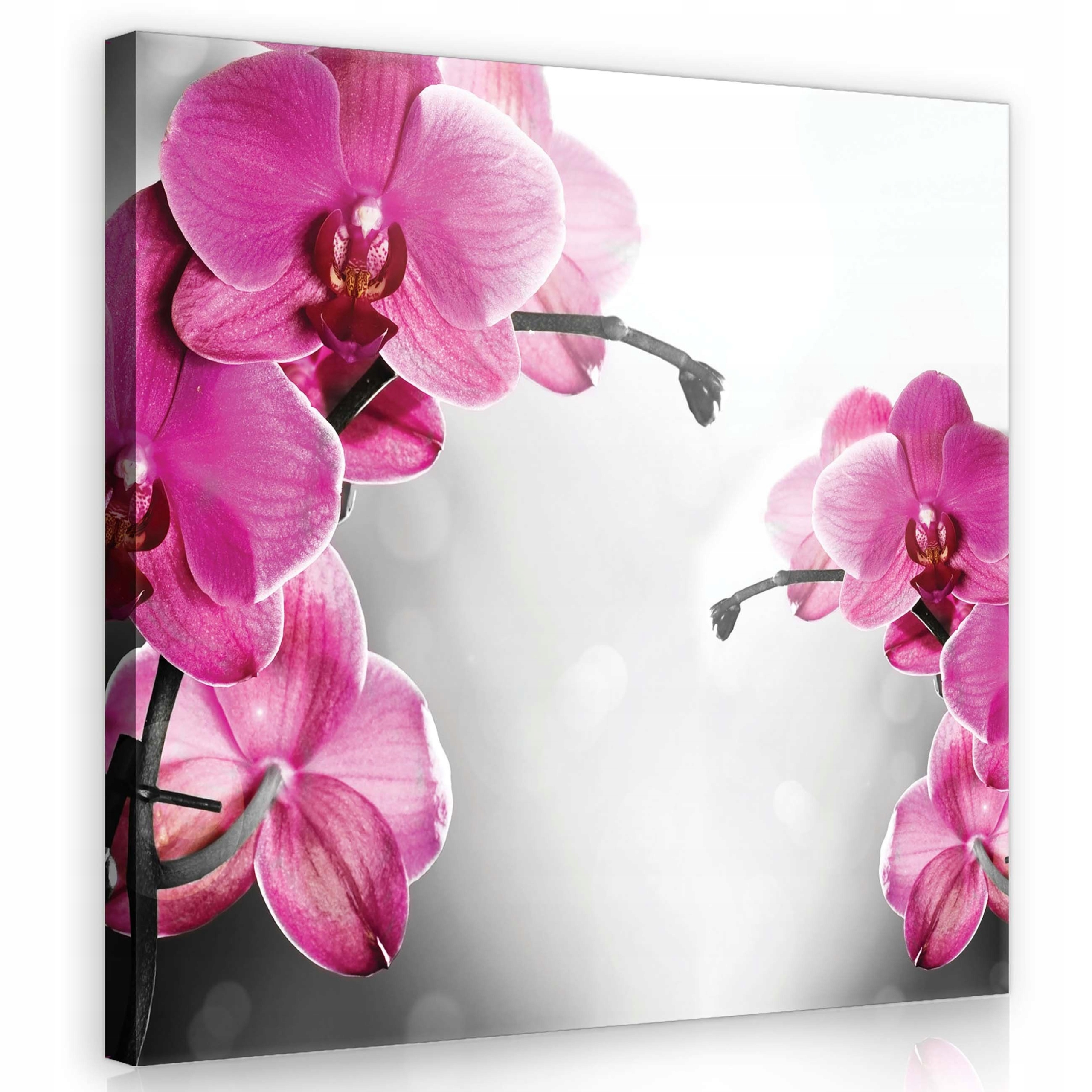 Obraz 80x80 Růže orchideje ve stylu minimalismu do moderního obývacího pokoje