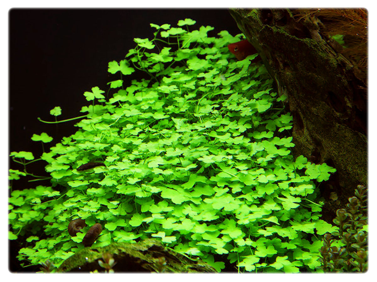 154 Hydrocotyle Tripartita Japan Mini Porcja 50x Allegro Pl