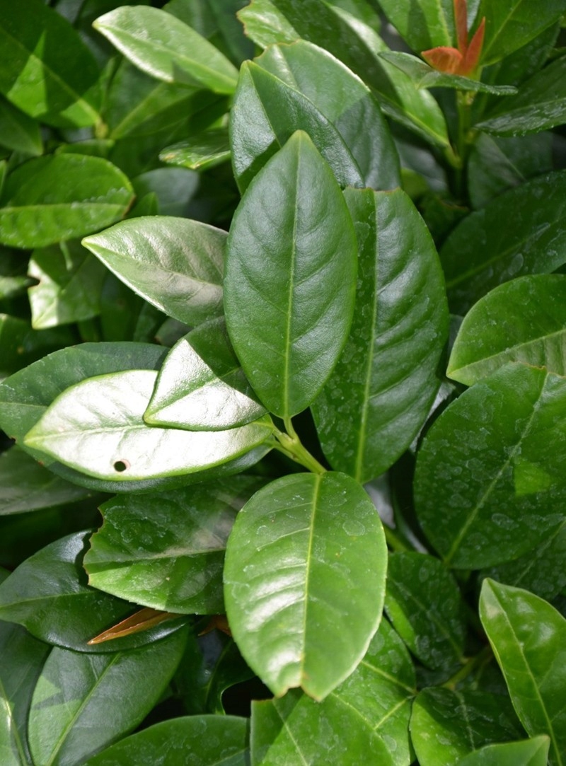 Bobkovišeň portugalská ANGUSTIFOLIA nevídaný NA ŽIVÝ PLOT VELKÁ SAZENICE Latinský název prunus laurocerasus