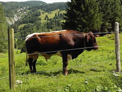 Dřevěné Plotové Paličky Octo Wood 180 cm x 80 mm 20 ks Ako