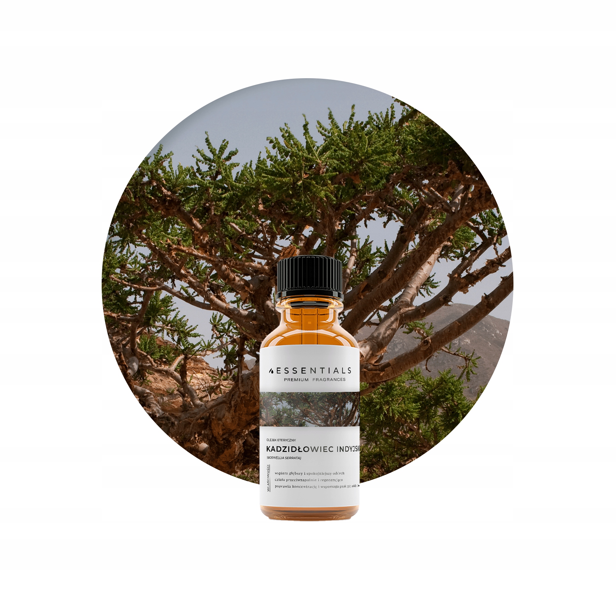 Olejek eteryczny z Kadzidłowca Indyjskiego (Boswellia Serrata) 50 ml