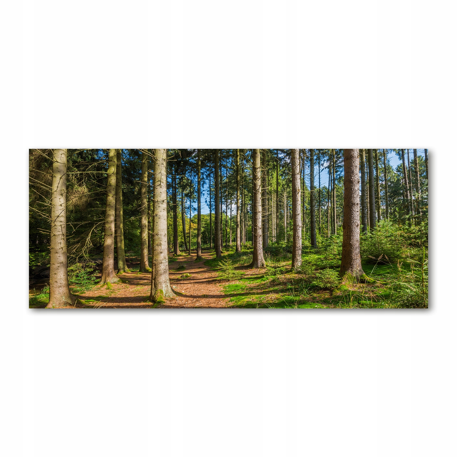 

Foto obraz akryl zdjęcie Panorama lasu 125x50 cm