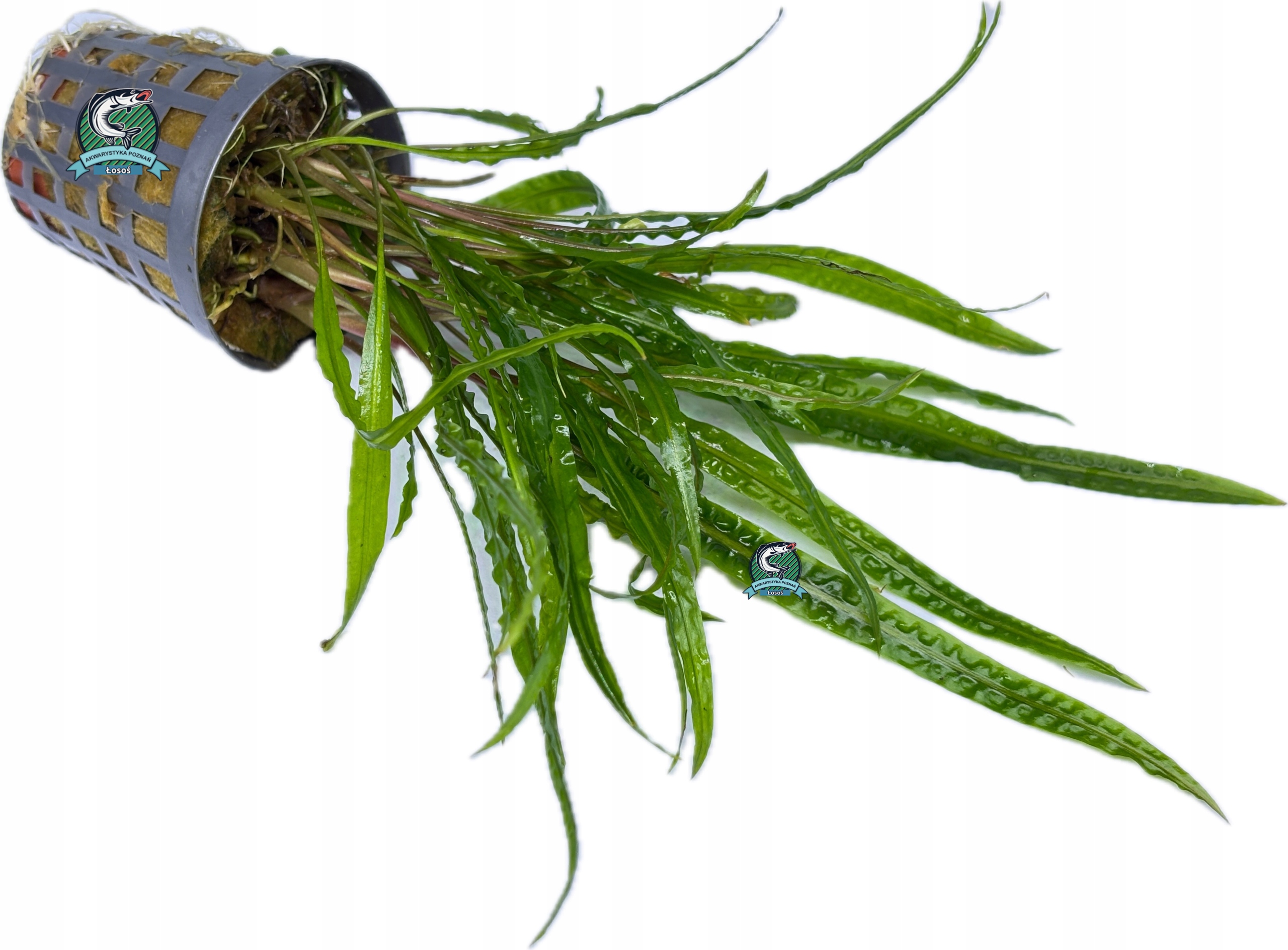 Cryptocoryne crispatula 'Balansae' [koszyk]