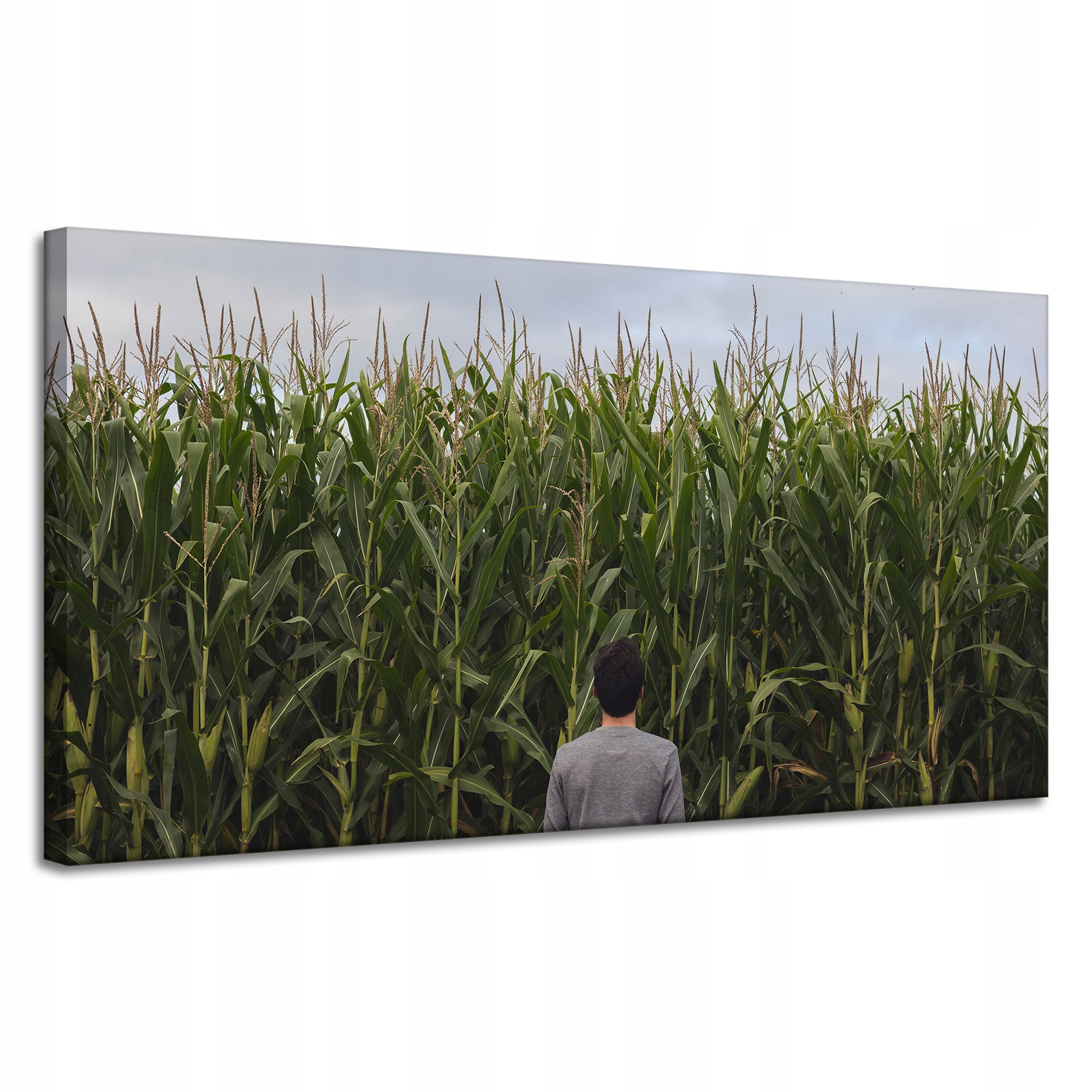 Obraz na plátně Příroda Kukuřičné pole 120x60 cm