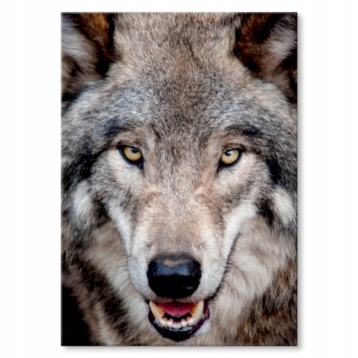 Kovový plakát Pohled vlka Šidítko Plech 22 x 31 cm Dárek