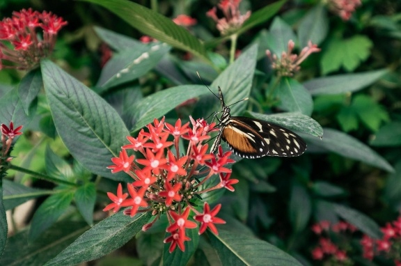 Sigma C 10-18mm F2.8 DC DN Contemporary FujiFilm FX Model OSDFX10-18/2.8_C_DC_DN