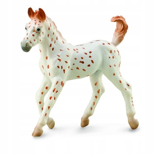 

Koń Knabstrupper Foal