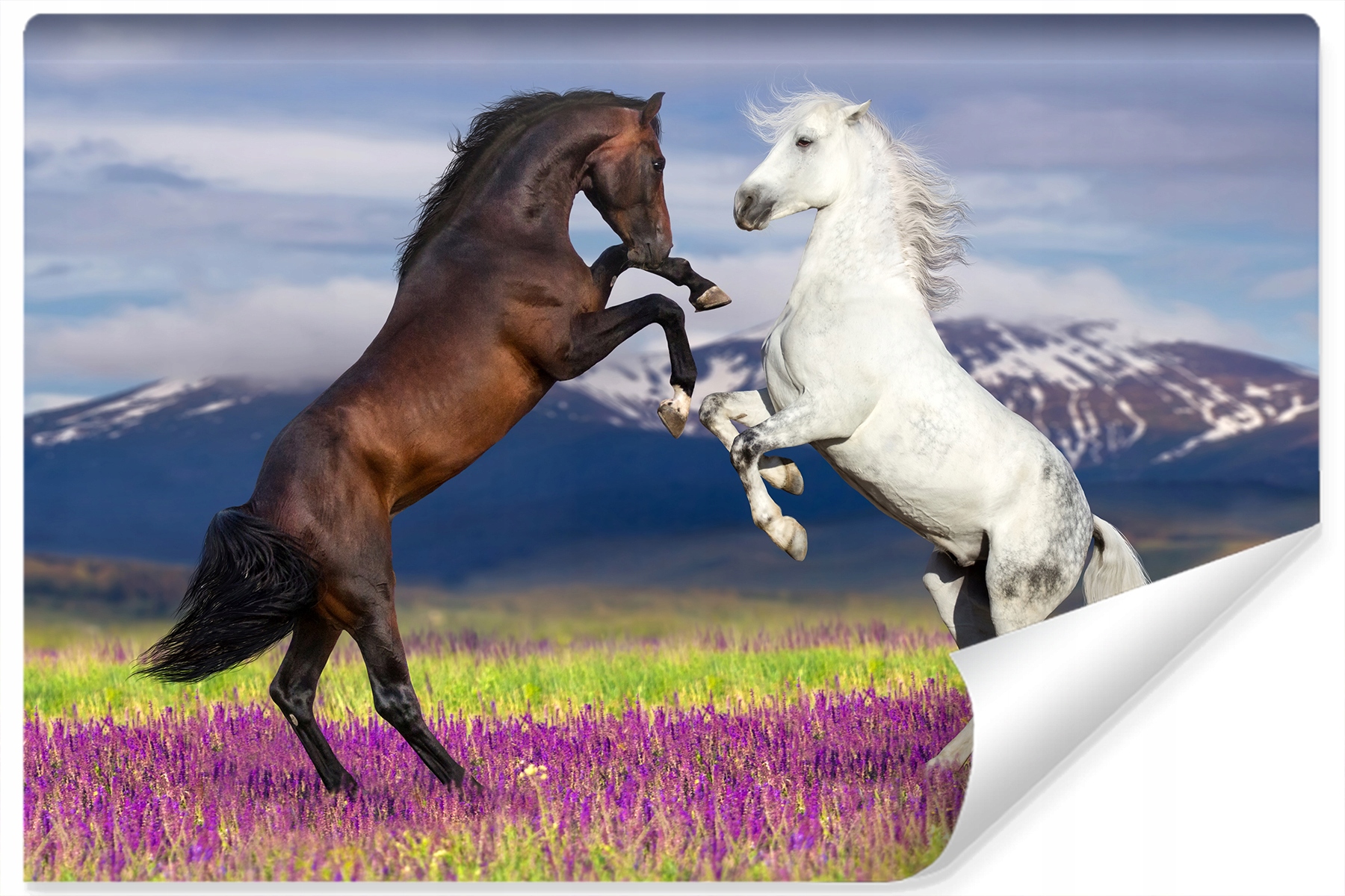 

Fototapeta Konie Lawenda Pejzaż Górski 3D 315x210