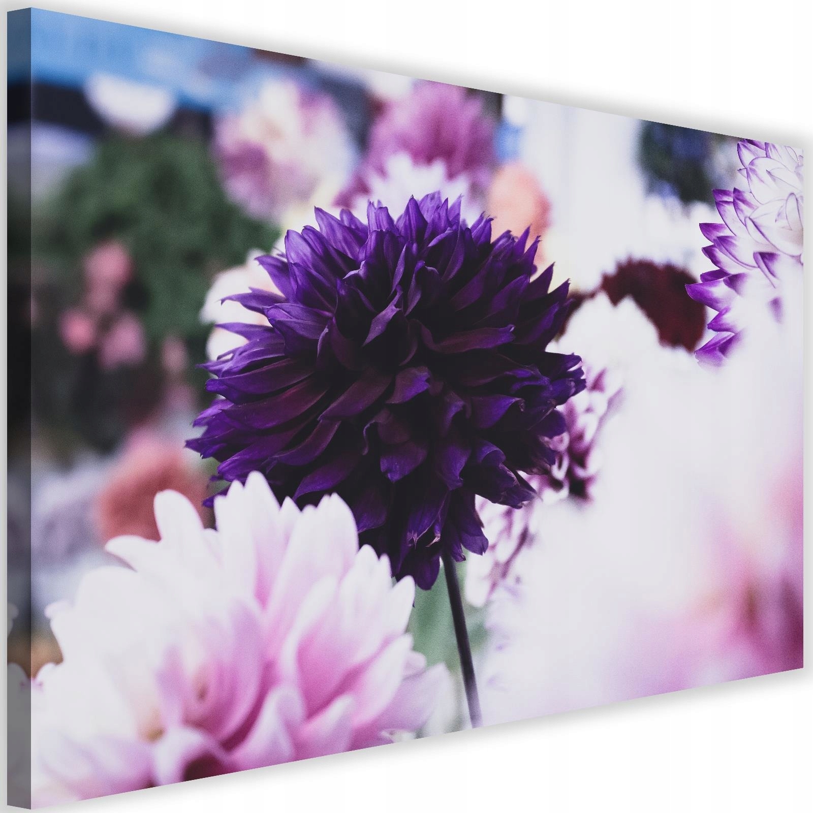 

Obraz Na Ścianę Kwiaty Dalie Do Salonu 60x40