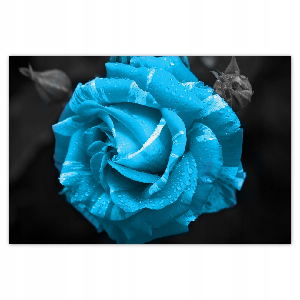 

Plakaty 93x62 Turkusowa róża Kwiat