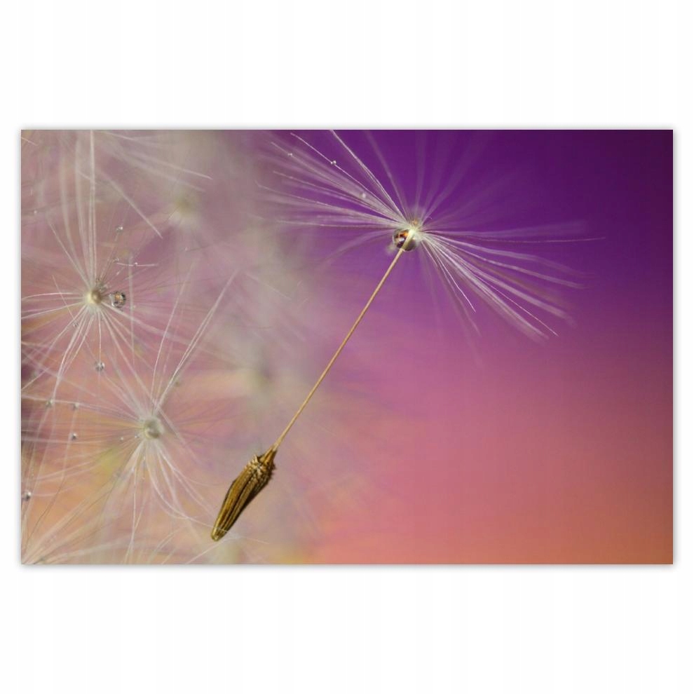 

Plakat 93x62 Dmuchawiec Kwiat Kwiatki