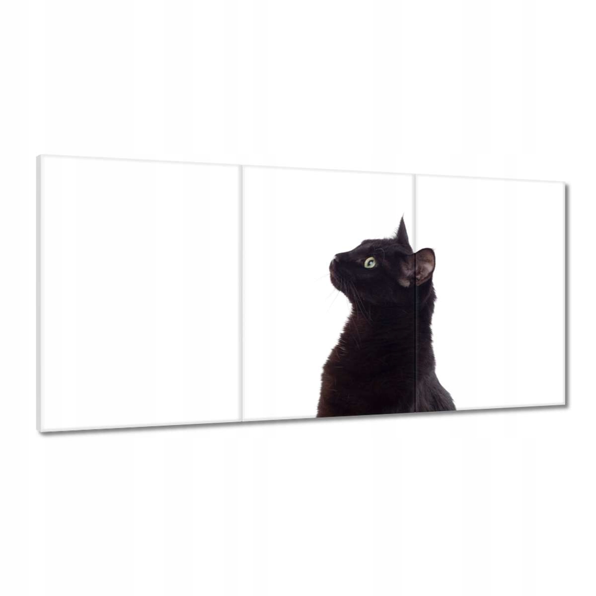 Obrazy 180x90 Kočka Kotě Kočky Kočka