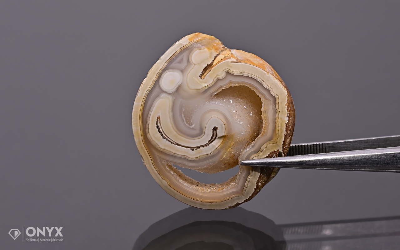 Hlemýžď zkamenělý nepravidelný 29x27 mm