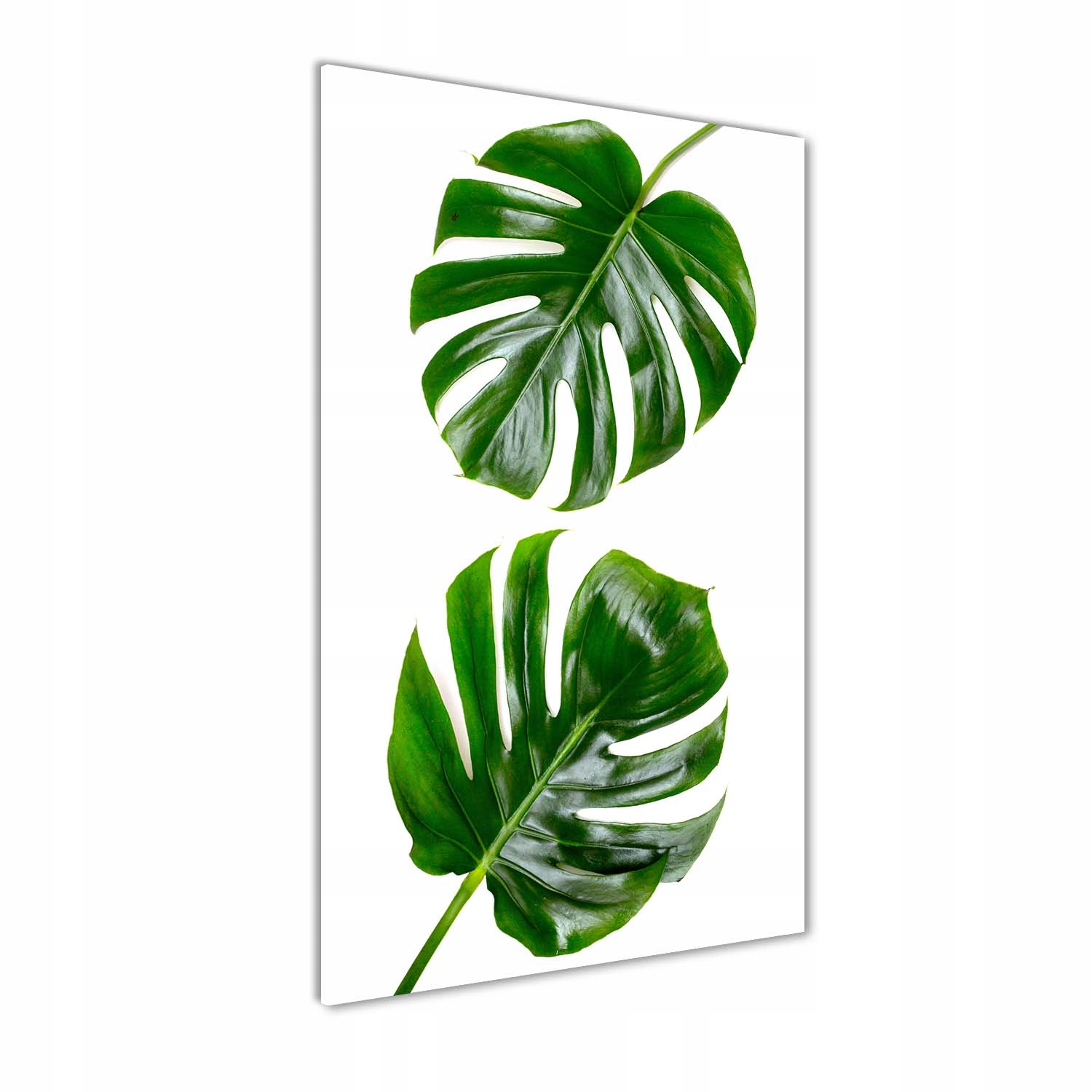 

Foto-obraz szkło hartowane Monstera 60x120 cm