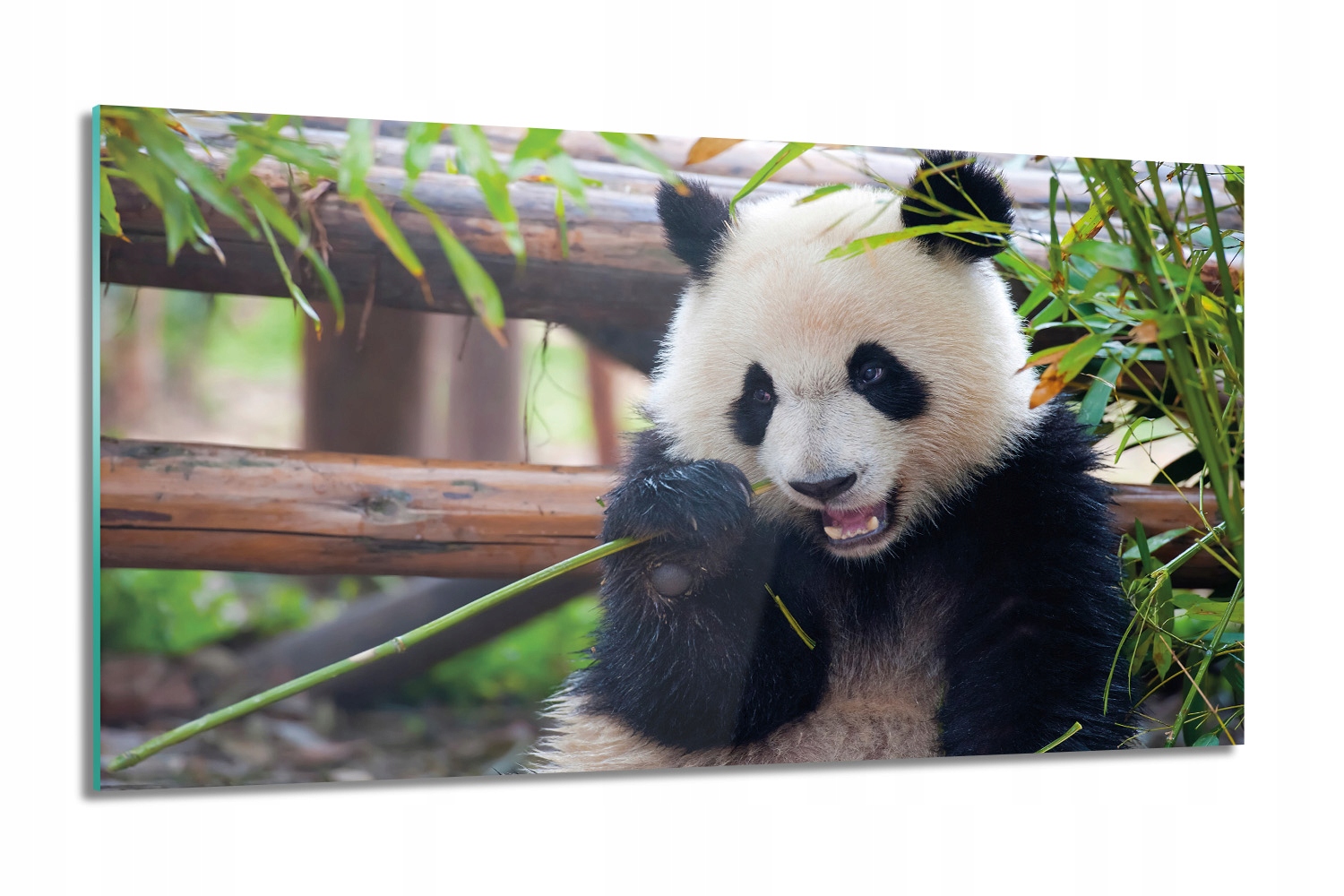 Panda bambus dřevo Skleněný obraz do obývacího pokoje 100x60
