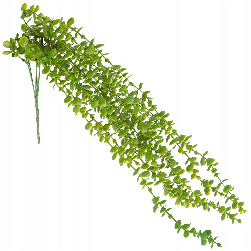 

Bukszpan Gałązka Liście Zwisające Elastyczna Długa