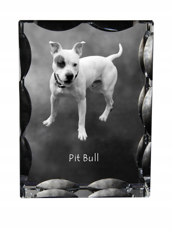 Pitbull, Pit Bull fotografia psa v ozdobnom kryštáli, suvenír dekorácia domu