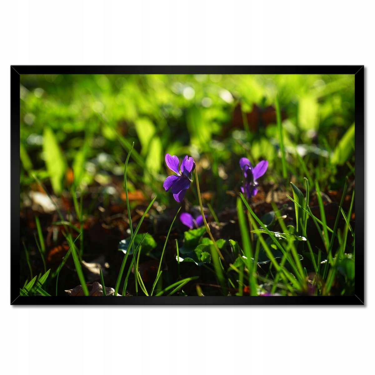 Plakáty v rámu 60x40 Polní fialky