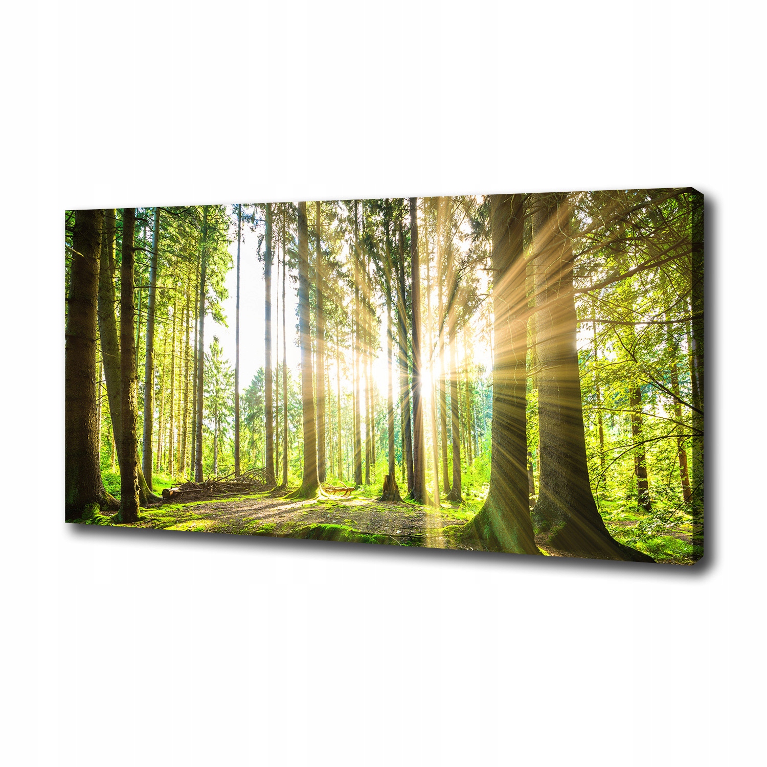

Duży foto obraz na płótnie Las w słońcu 100x50 cm