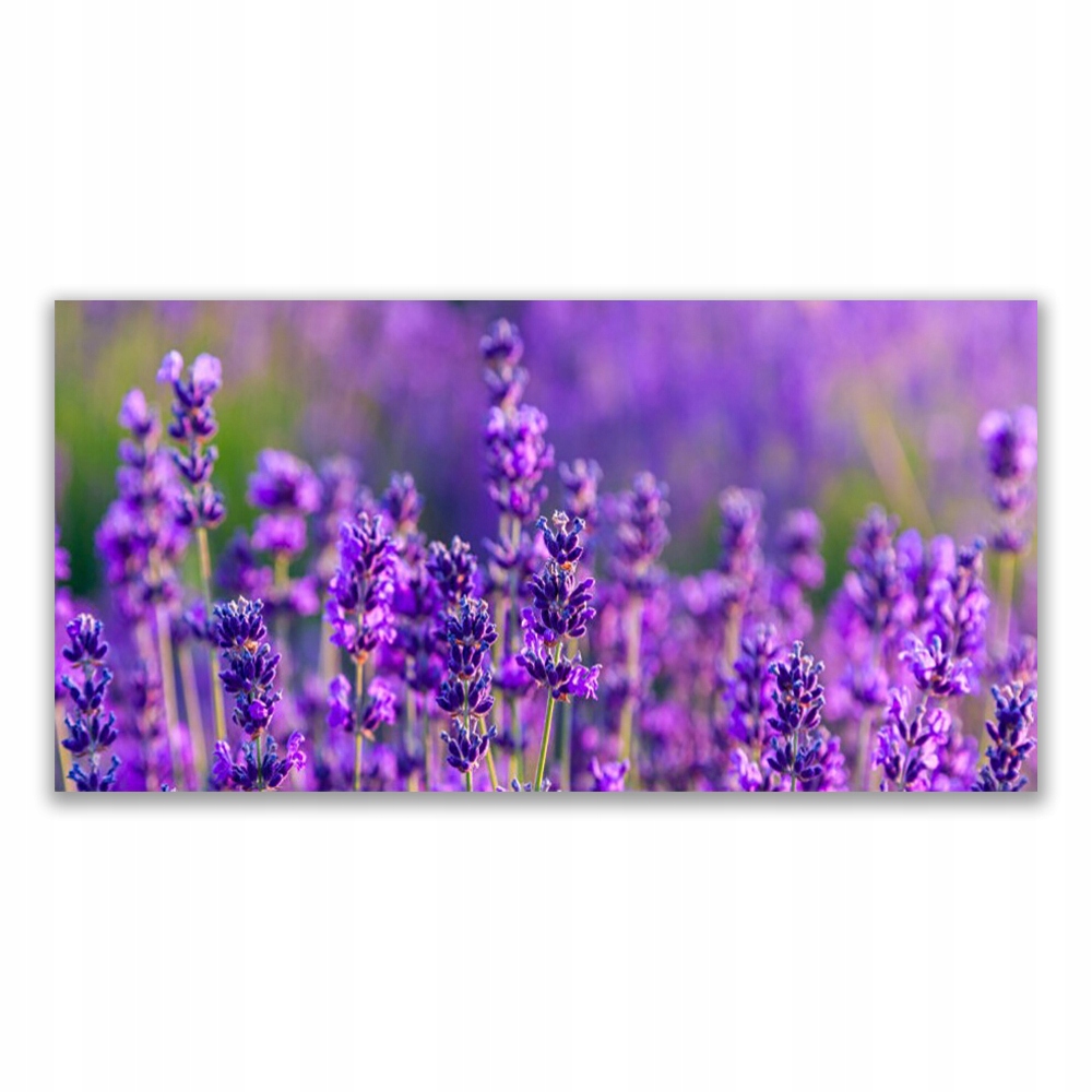 

Obraz akryl wiszący 140x70 Pole Fioletowa Lawenda