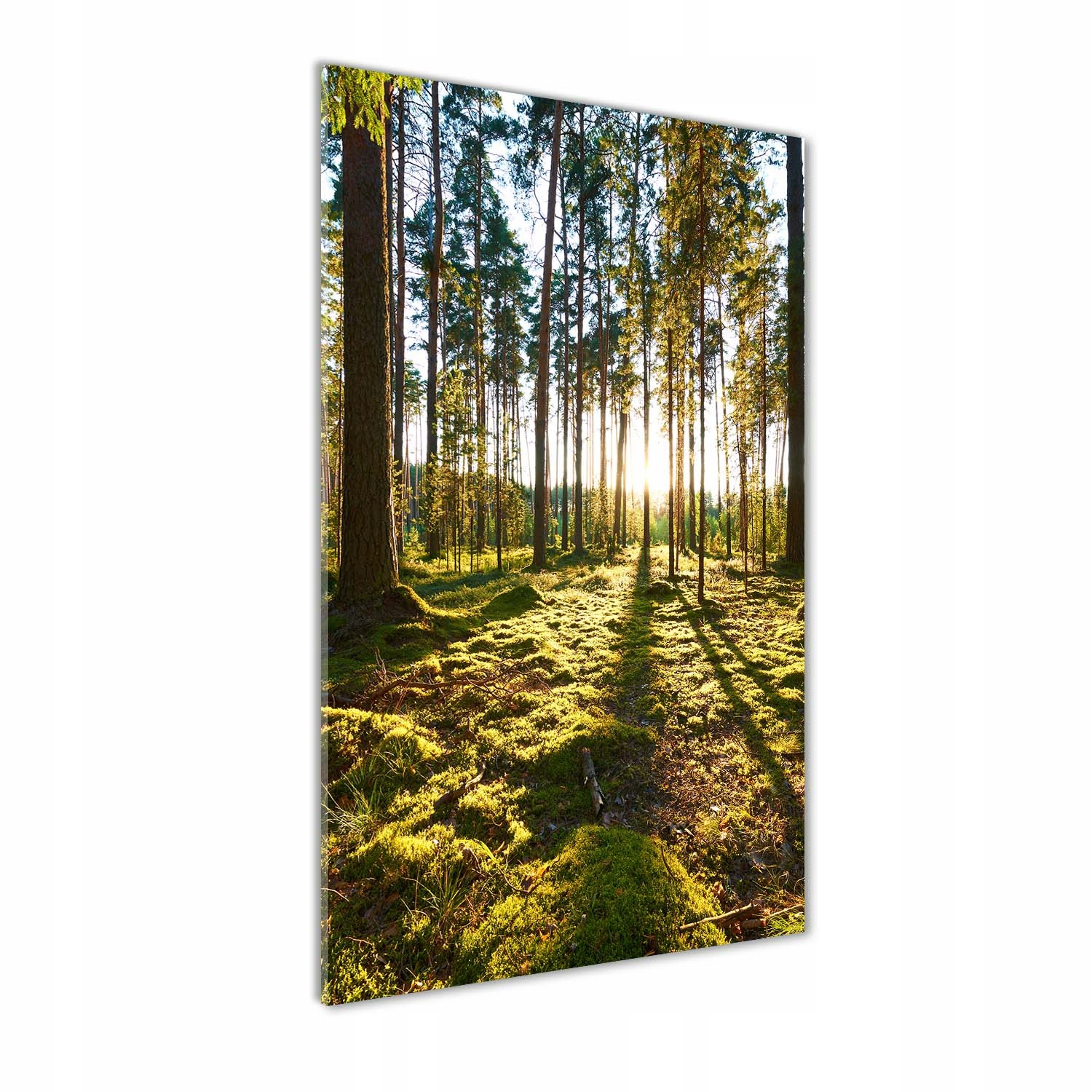 

Nowoczesny fotoobraz akrylowy Las sosnowy 50x100cm