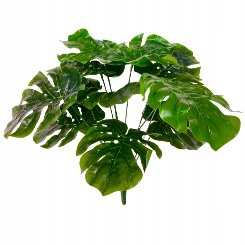 

Monstera W Bukiecie Bukiet Liści Monstery 12sz XXL