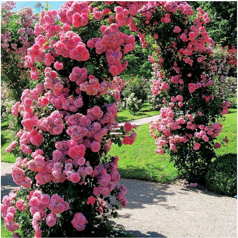 TREJAŻ OGRODOWY ALTANA NA KWIATY I ROŚLINY PERGOLA 240cm Producent inna