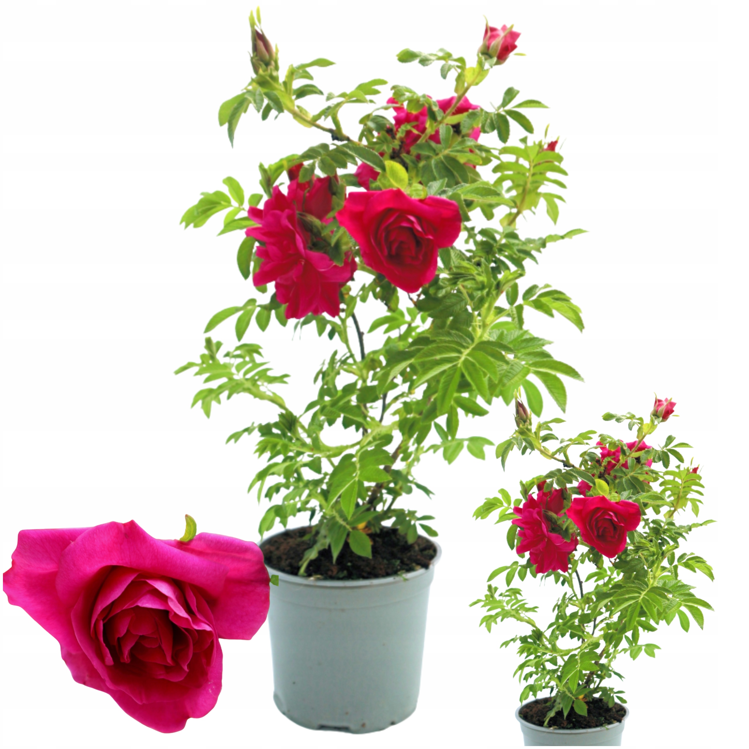 Róża Pomarszczona Admiration Rosa Rugosa Liliowo Różowa Pachnące Kwiaty