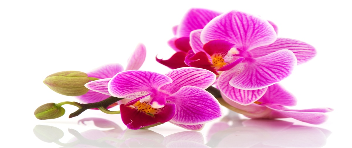 

Fototapeta Flizelinowa Kwiaty orchidei 250x104