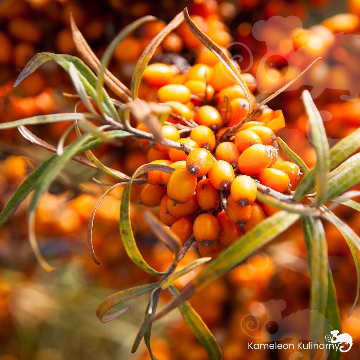 OLEJ ROKITNIKOWY Z ROKITNIKA Organic Oils tłoczony na zimno 250ml 0,25L Kod producenta 5903949730289