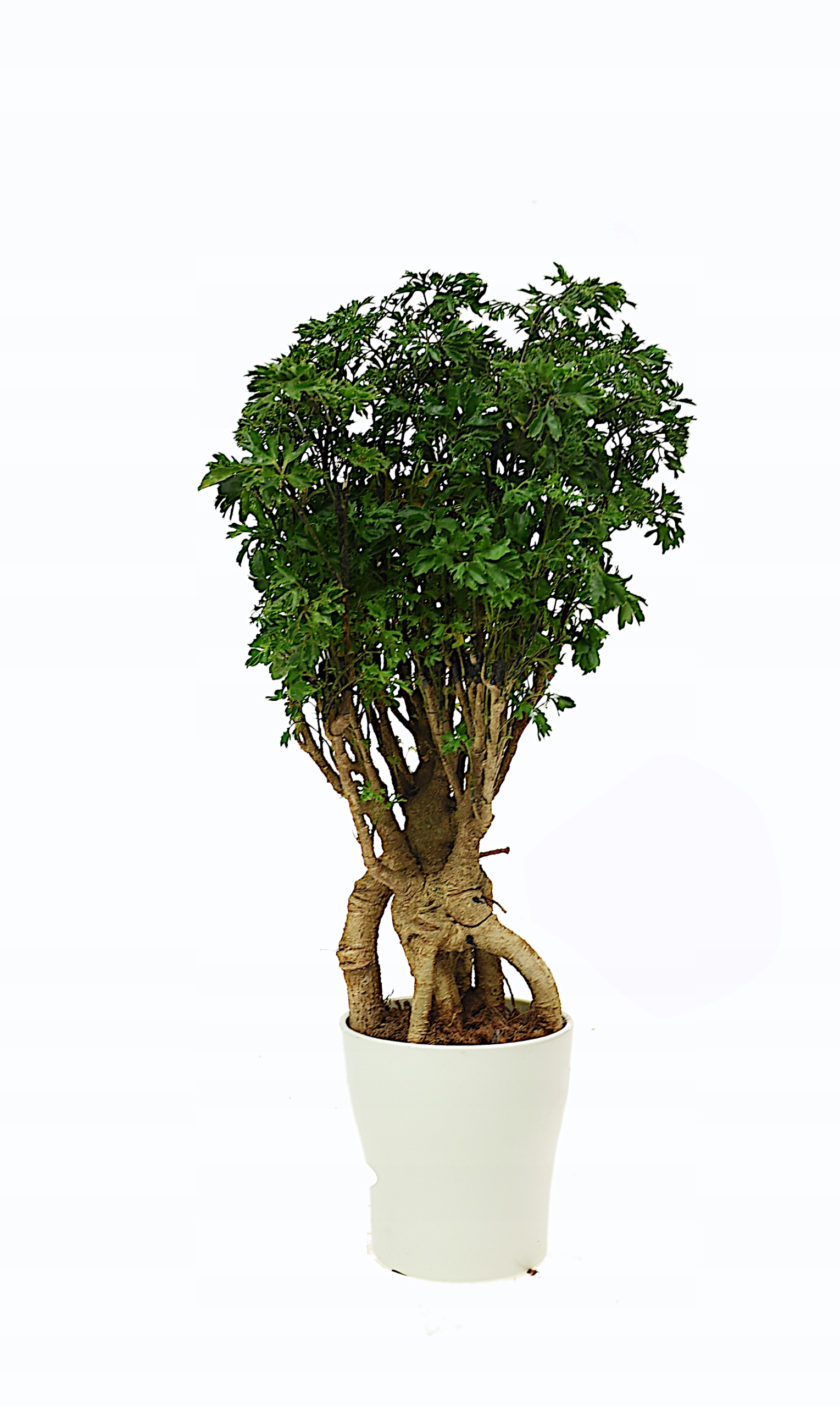 Polyscias fruticosa parsley bonsai 43 cm P12 (1669) • Cena, Opinie