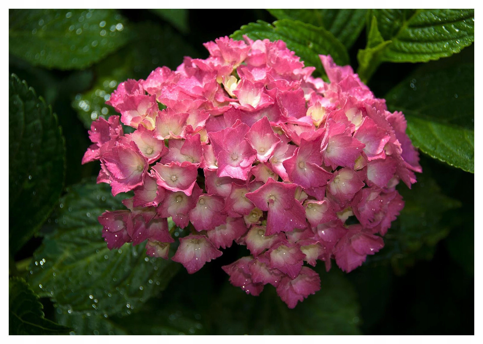 Vliesová fototapeta Hortenzie růžová magie svěžest 300x210 lepidlo