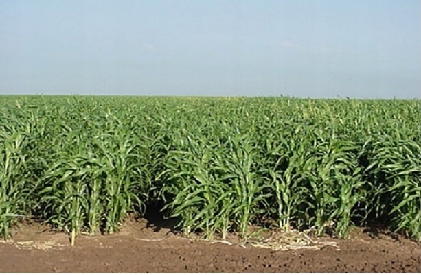 Nutri Honey mieszaniec sorgo z trawą sudańską 25kg