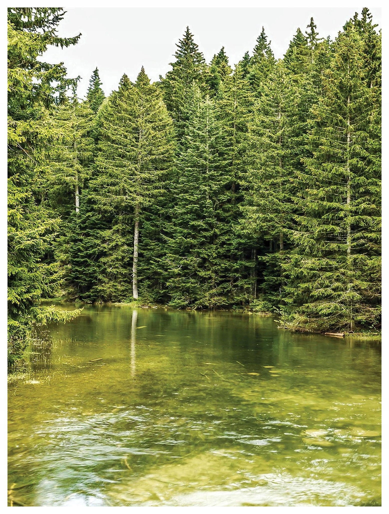 Fototapeta Lesná rieka Idyla Potok v lese vinylová 184x254 lepidlo