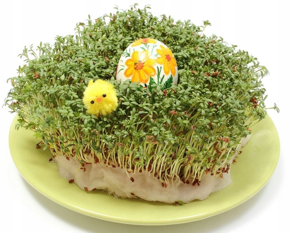 WIELKANOCNA Rzeżucha nasiona wielkanoc, zajączek KRAFT 10-14 dni Wiek dziecka 3 lata +