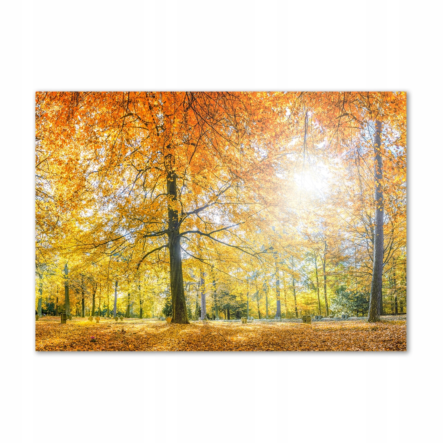 

Foto obraz szkło hartowane Las jesienią 100x70