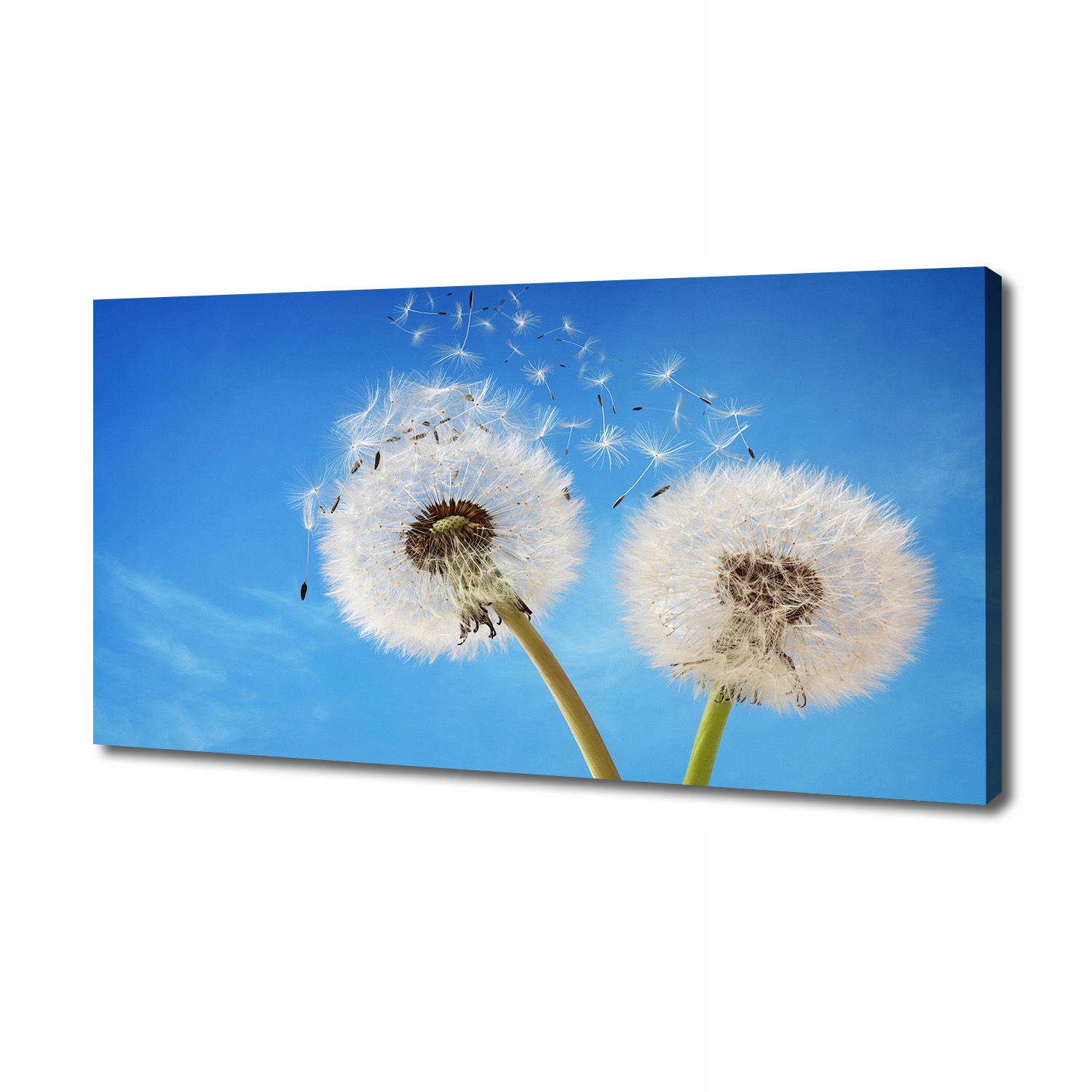 

Foto obraz canvas na ścianę Dmuchawce 140x70 cm